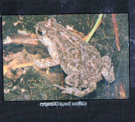 Bufo atukoralei