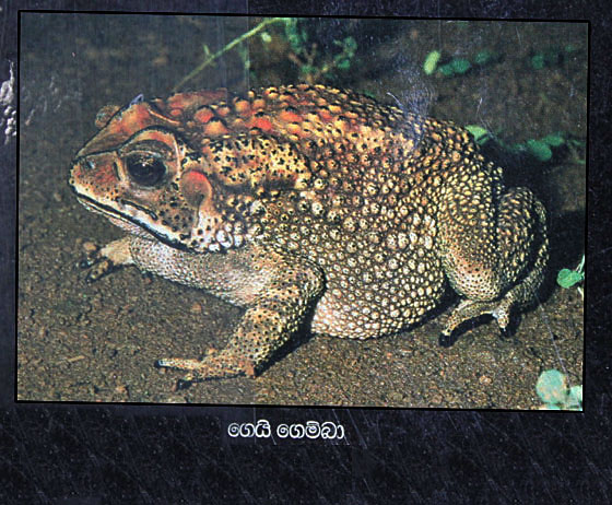 Bufo melanosticstus