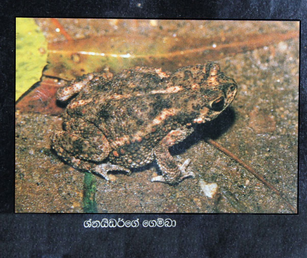 Bufo scaber