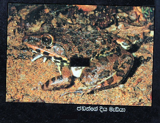 Hoplobatrachus crassus