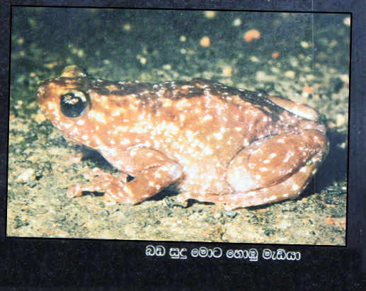 Ramanella variegata