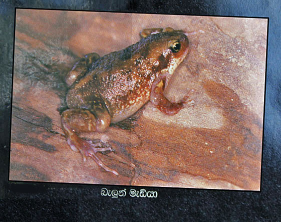 Uperodon systoma