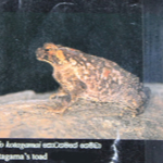 Bufo Kotagamai