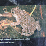 Bufo atukoralei