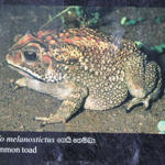 Bufo melanosticstus