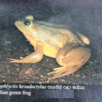 Euphlyctis hexadactylus