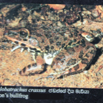 Hoplobatrachus crassus