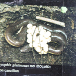 Ichthyophis glutinosus