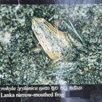 Microhyla zeylanica