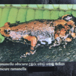 Ramanella obscura