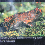 Ramanella palmata