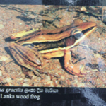 Rana gracilis