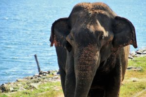 Udawalawe Elephant National Park