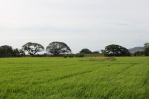 Forests for People Thanamalwila Sri Lanka.