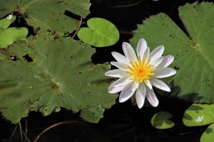 The national flower of Sri Lanka Thanamalwila FfP Forests for People