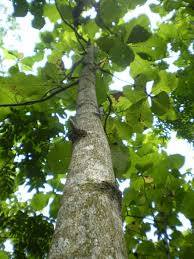 Investing in Teak in Sri Lanka.